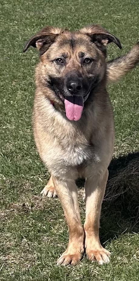 Enlarge Novah, an adopted mixed breed in Mauston, WI image 2/3