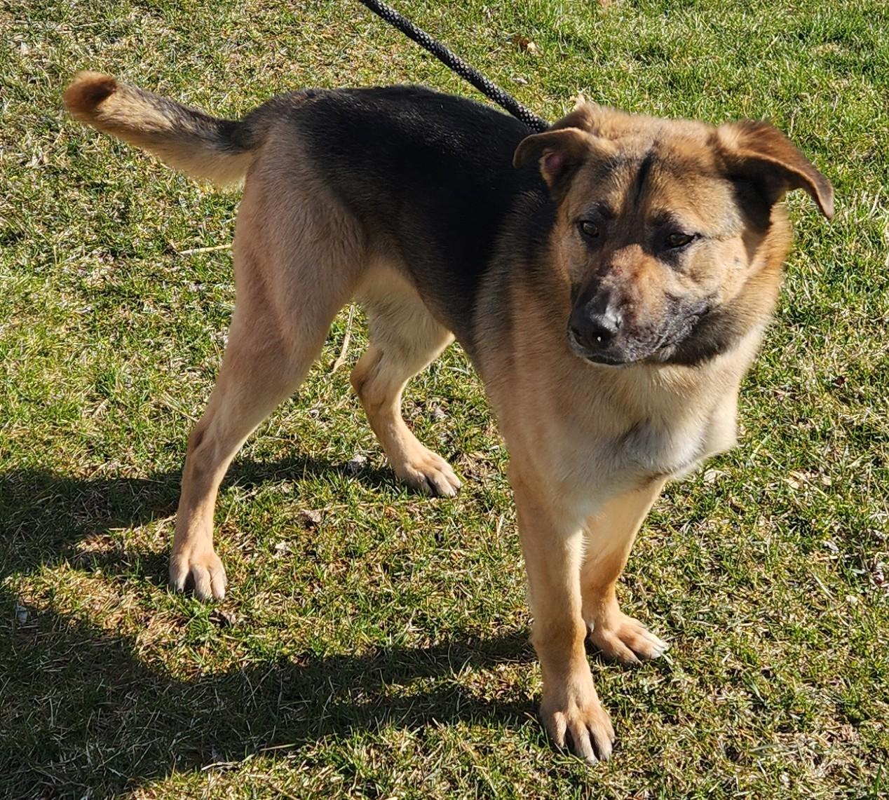 Novah, adopted, Adult Female German Shepherd Dog.