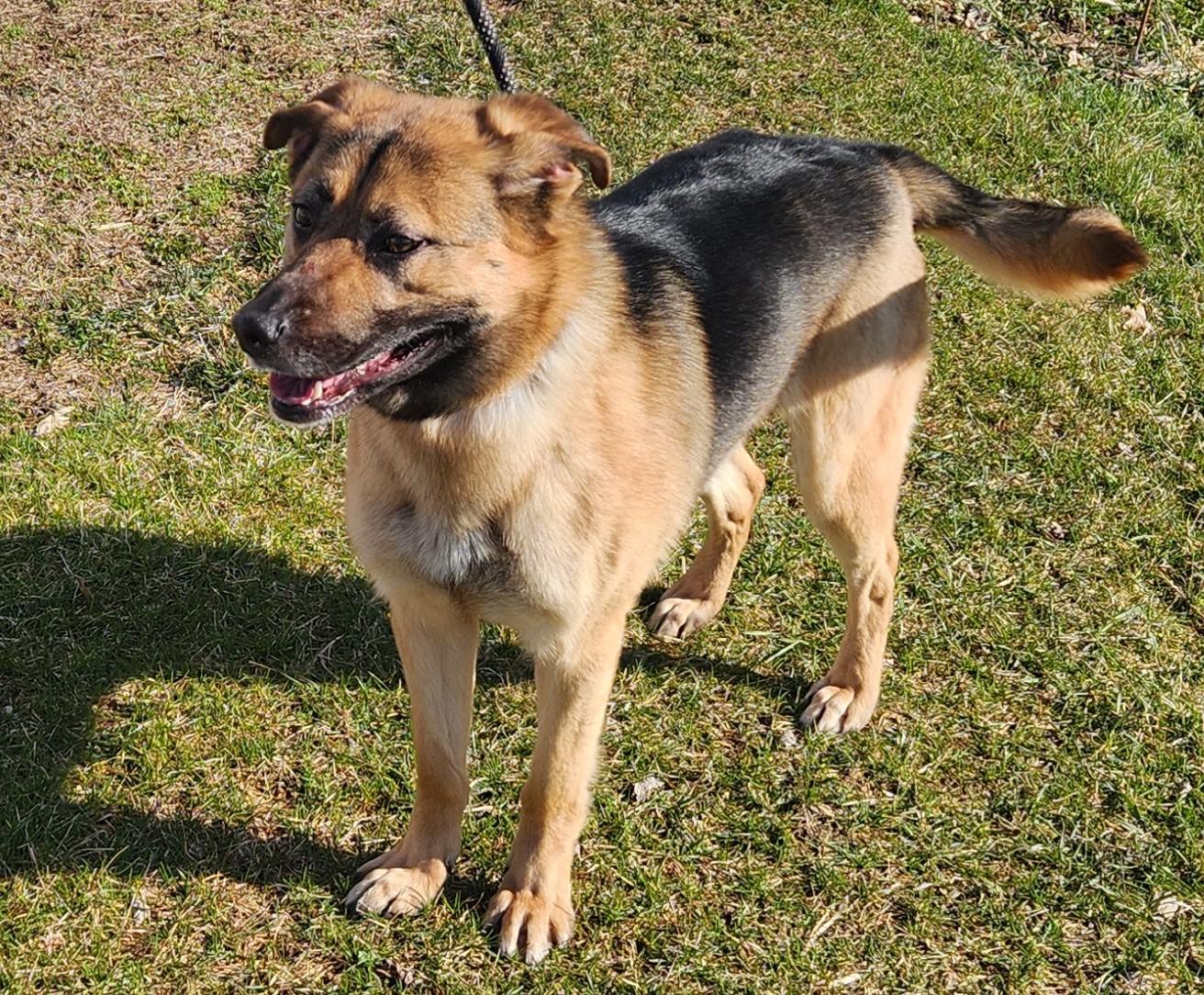 Enlarge Novah, an adopted mixed breed in Mauston, WI image 3/3