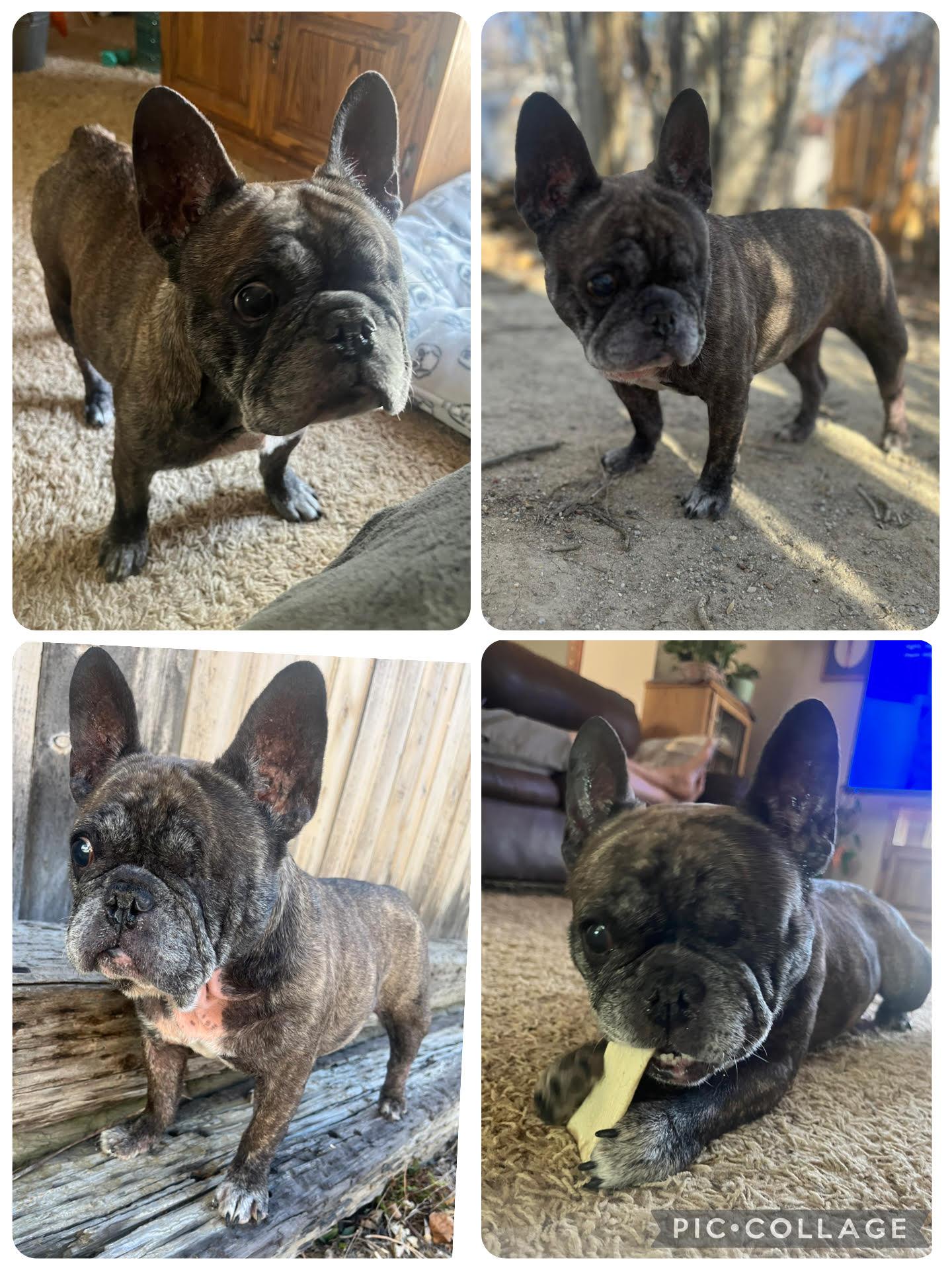 Doloris, ADOPTABLE, Senior Female French Bulldog.