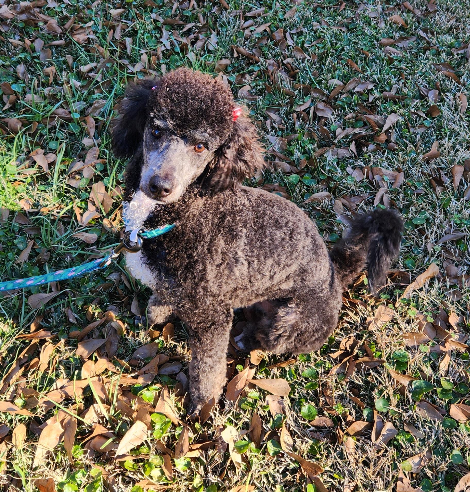 Lexie , an adopted Aussiedoodle in Baton Rouge, LA image 3/4