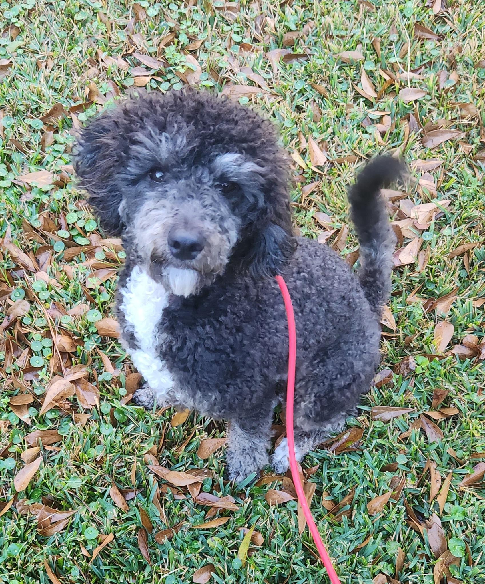 Meet Lexie - Taking Applications Only , ADOPTABLE, Young Female Aussiedoodle.