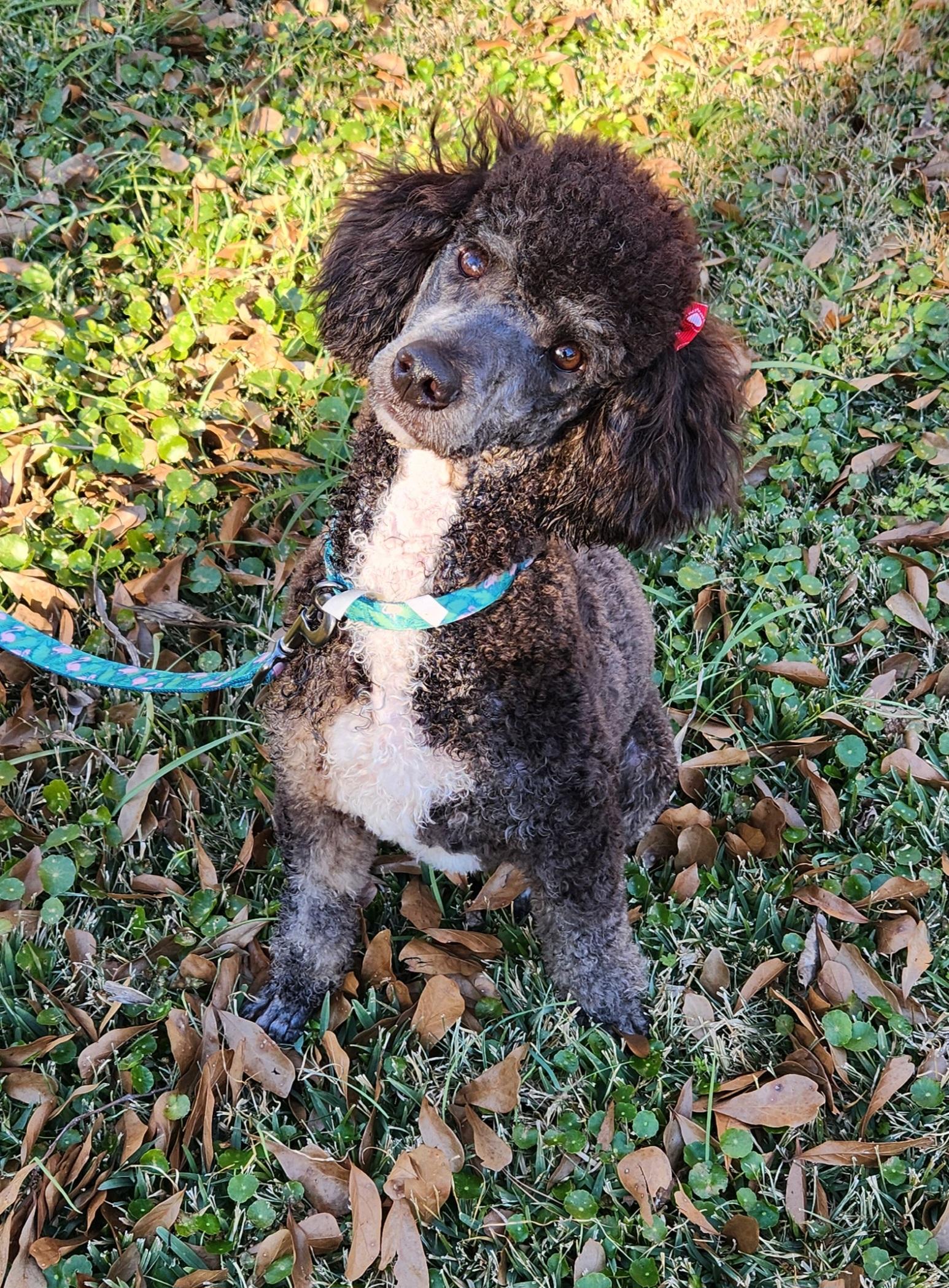 Lexie , an adopted Aussiedoodle in Baton Rouge, LA image 1/4