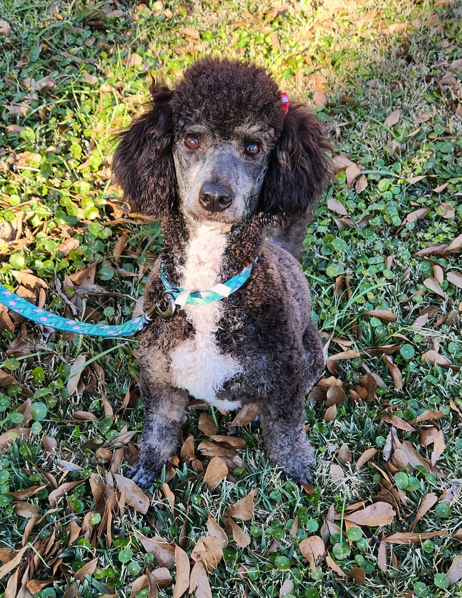 Lexie , an adopted Aussiedoodle in Baton Rouge, LA image 2/4