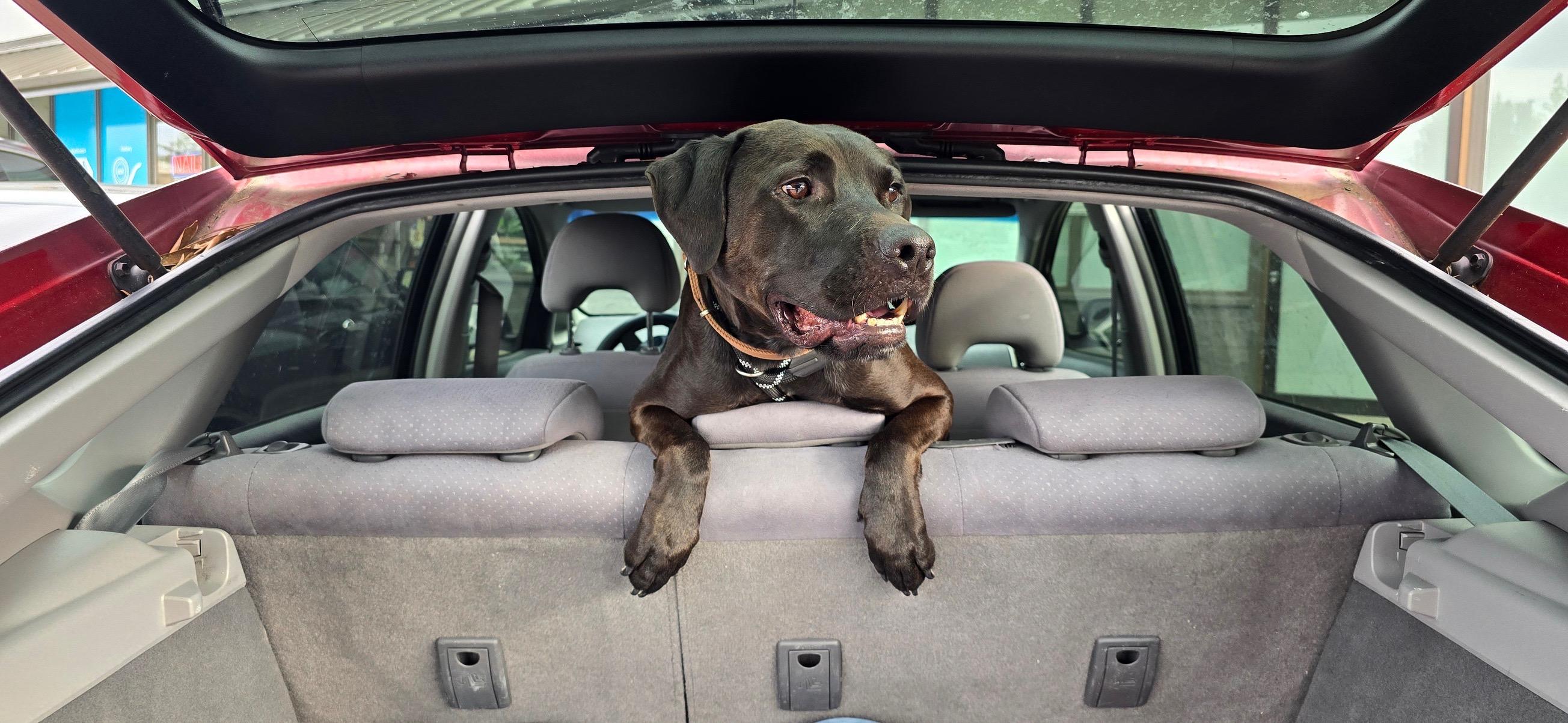 Enlarge Chance, a Adoptable Staffordshire Bull Terrier in santa monica, CA image 6/6