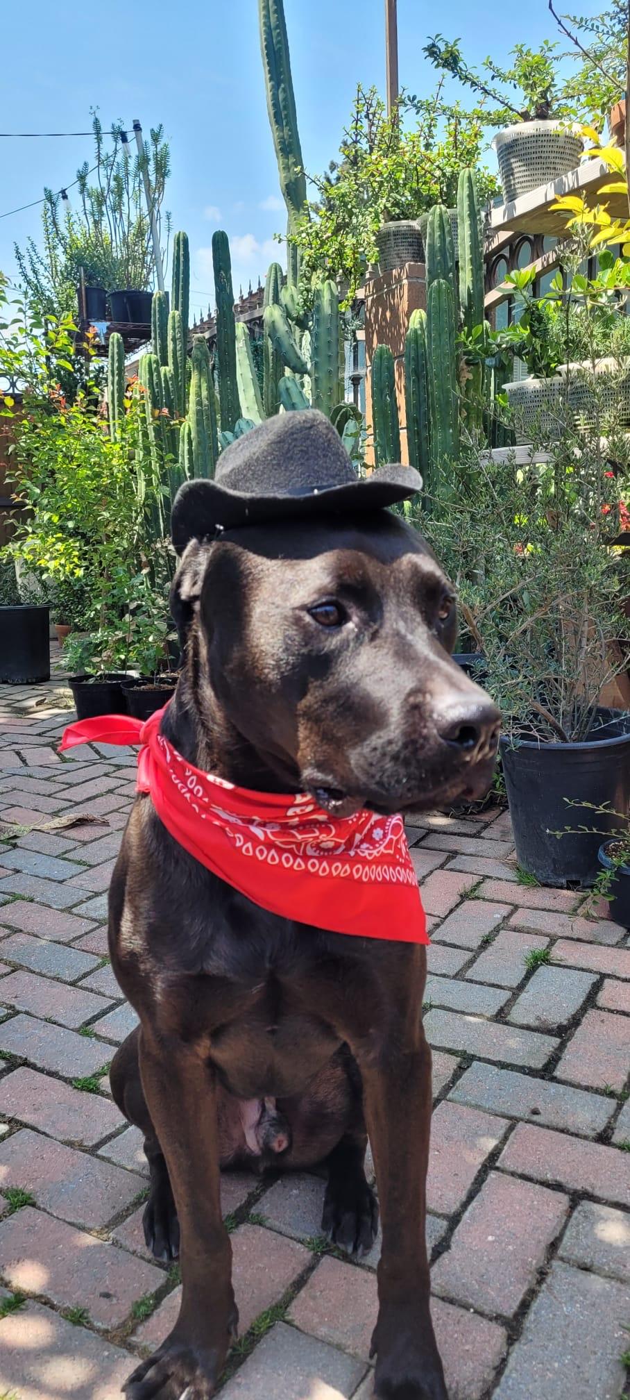 Enlarge Chance, a Adoptable Staffordshire Bull Terrier in santa monica, CA image 2/6