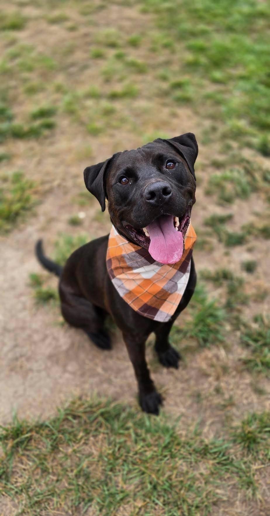Enlarge Chance, a Adoptable Staffordshire Bull Terrier in santa monica, CA image 1/6