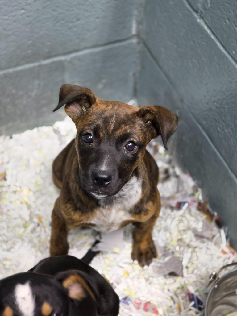 Gretel, Adoptable, Young Female Mixed Breed.