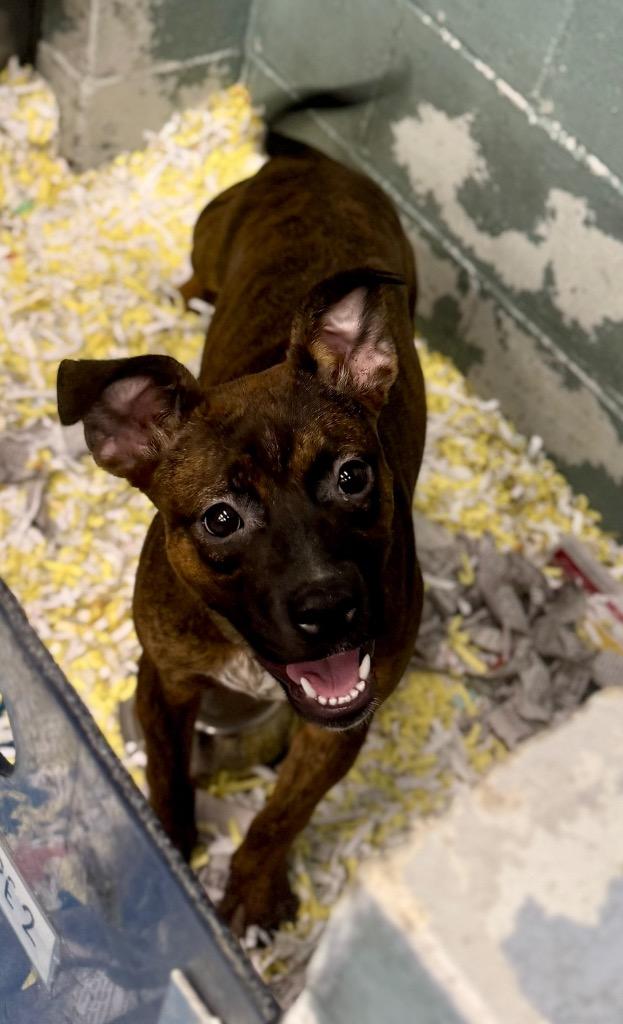 Enlarge Gretel, a Adoptable Mixed Breed in Danielsville, GA image 2/4