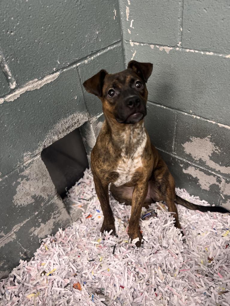 Enlarge Gretel, a Adoptable Mixed Breed in Danielsville, GA image 3/4