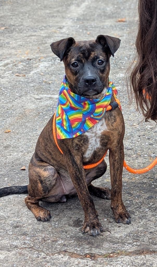 Enlarge Gretel, a Adoptable Mixed Breed in Danielsville, GA image 4/4