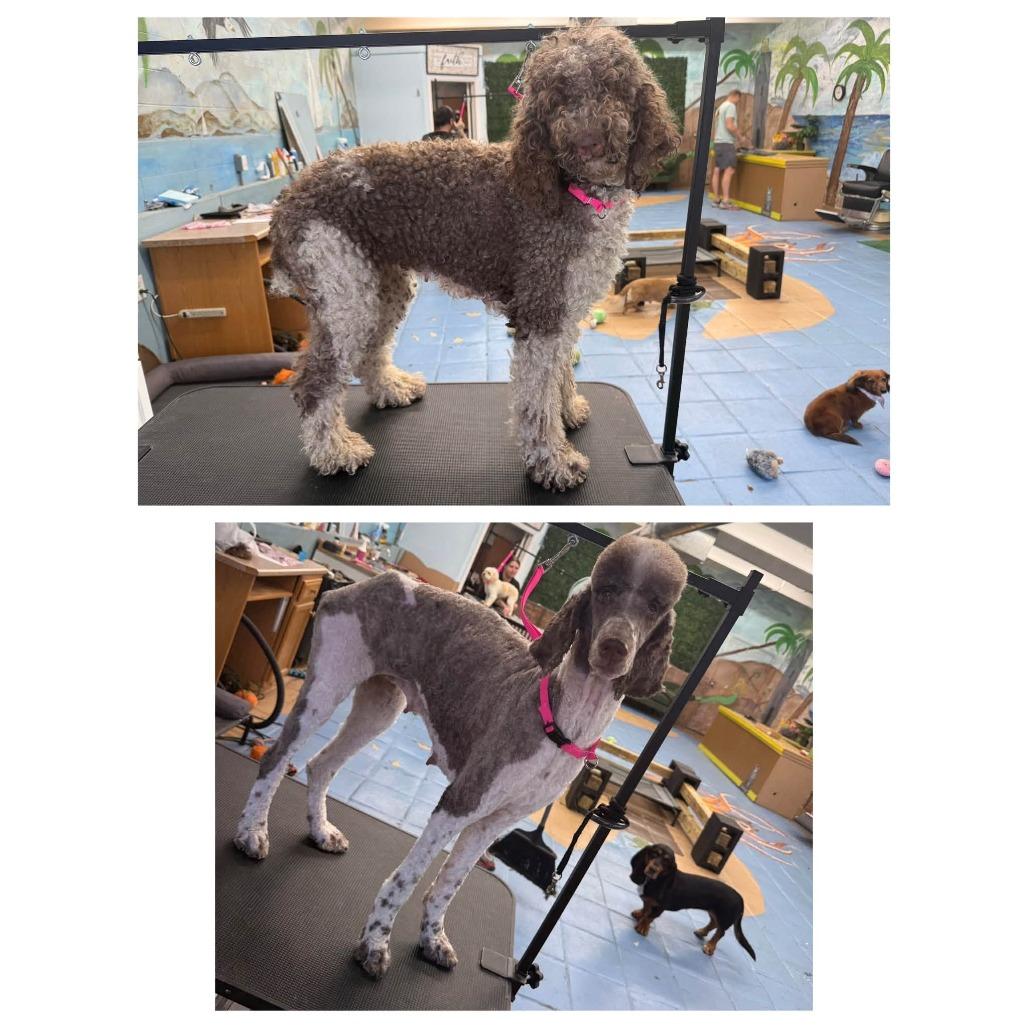 Enlarge Zia, a Adoptable Standard Poodle in Myrtle Beach, SC image 1/3