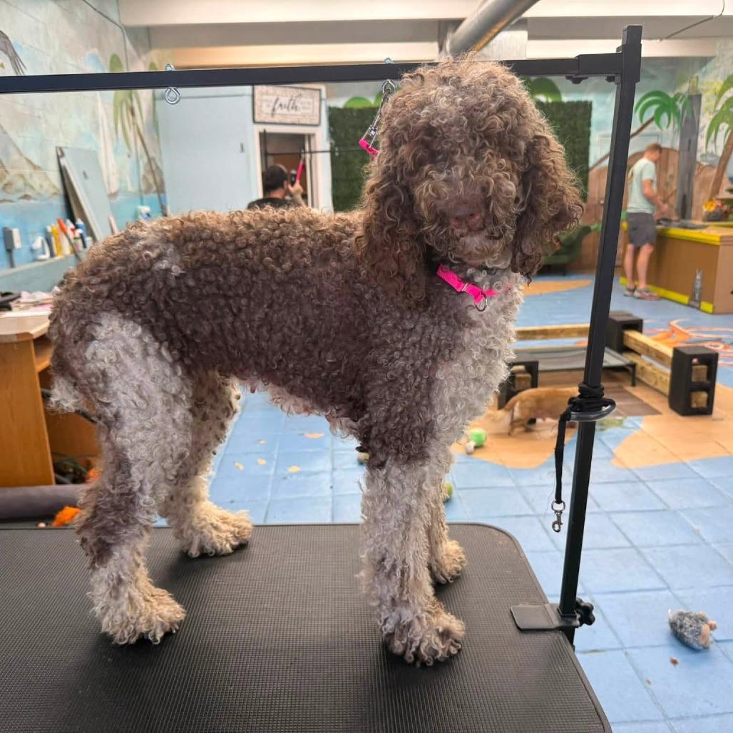Enlarge Zia, a Adoptable Standard Poodle in Myrtle Beach, SC image 2/3