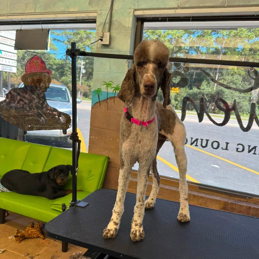 Enlarge Zia, a Adoptable Standard Poodle in Myrtle Beach, SC image 3/3