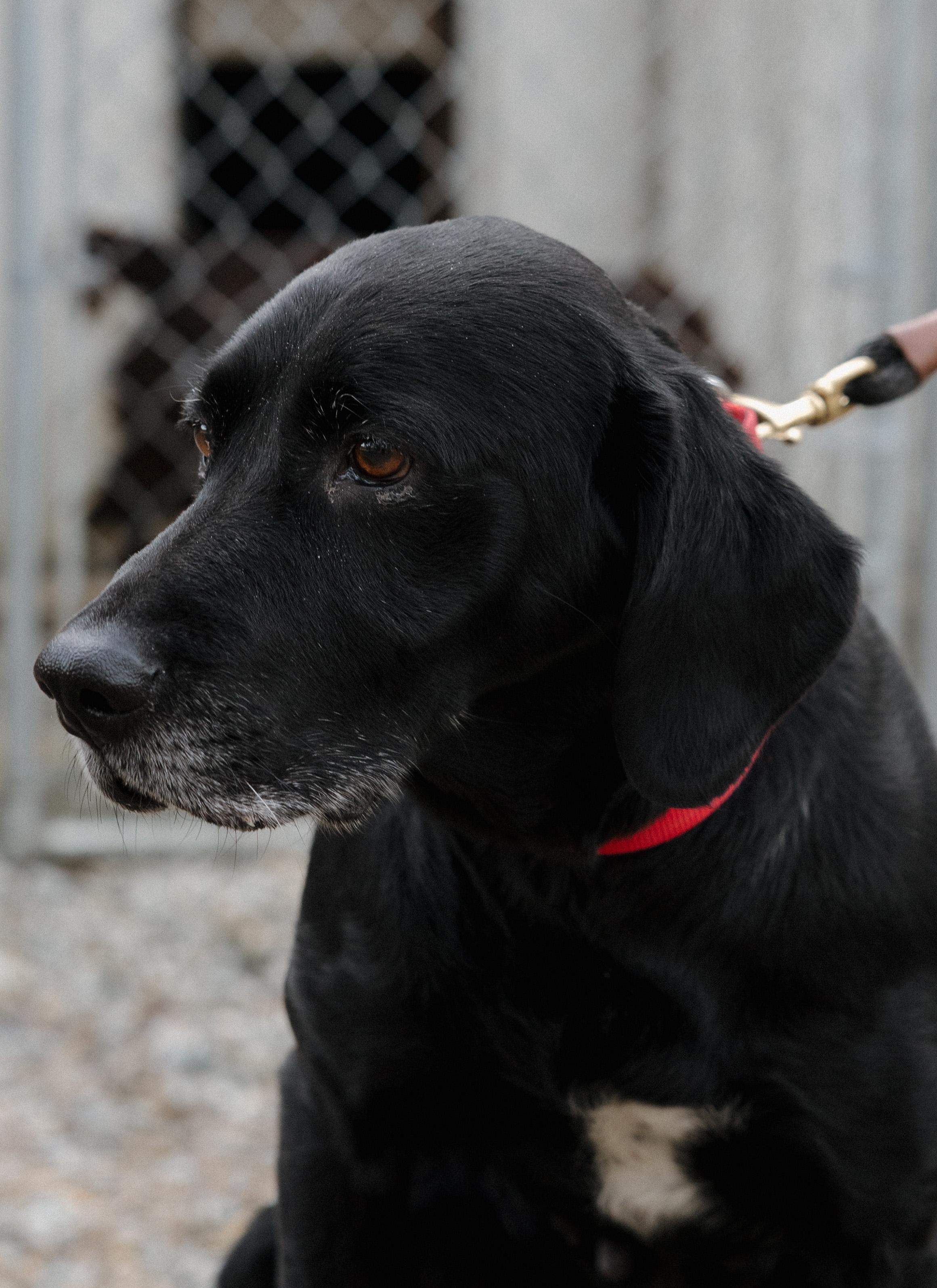 Enlarge Bailey, a ADOPTABLE mixed breed in Libby, MT image 4/4