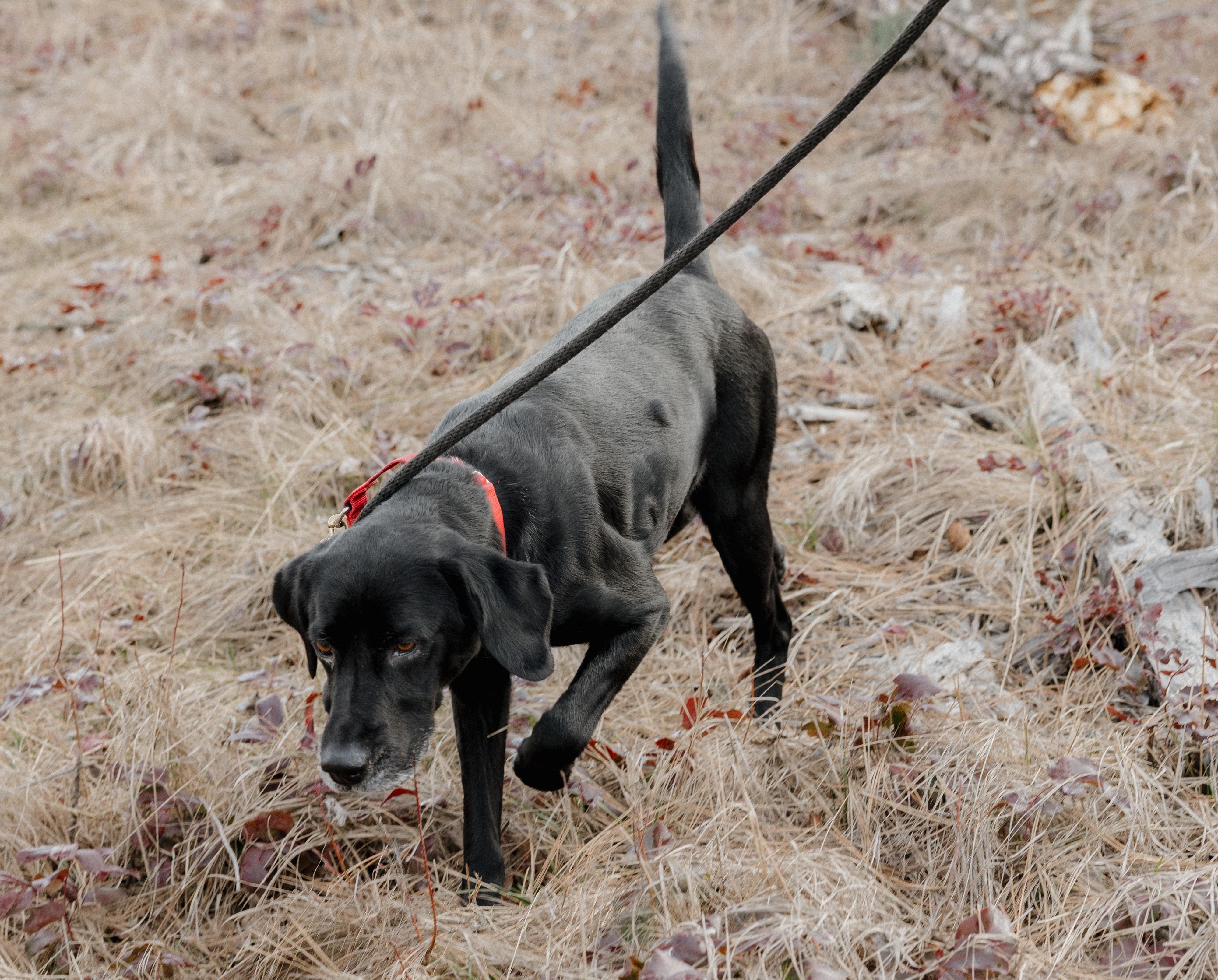 Enlarge Bailey, a ADOPTABLE mixed breed in Libby, MT image 2/4