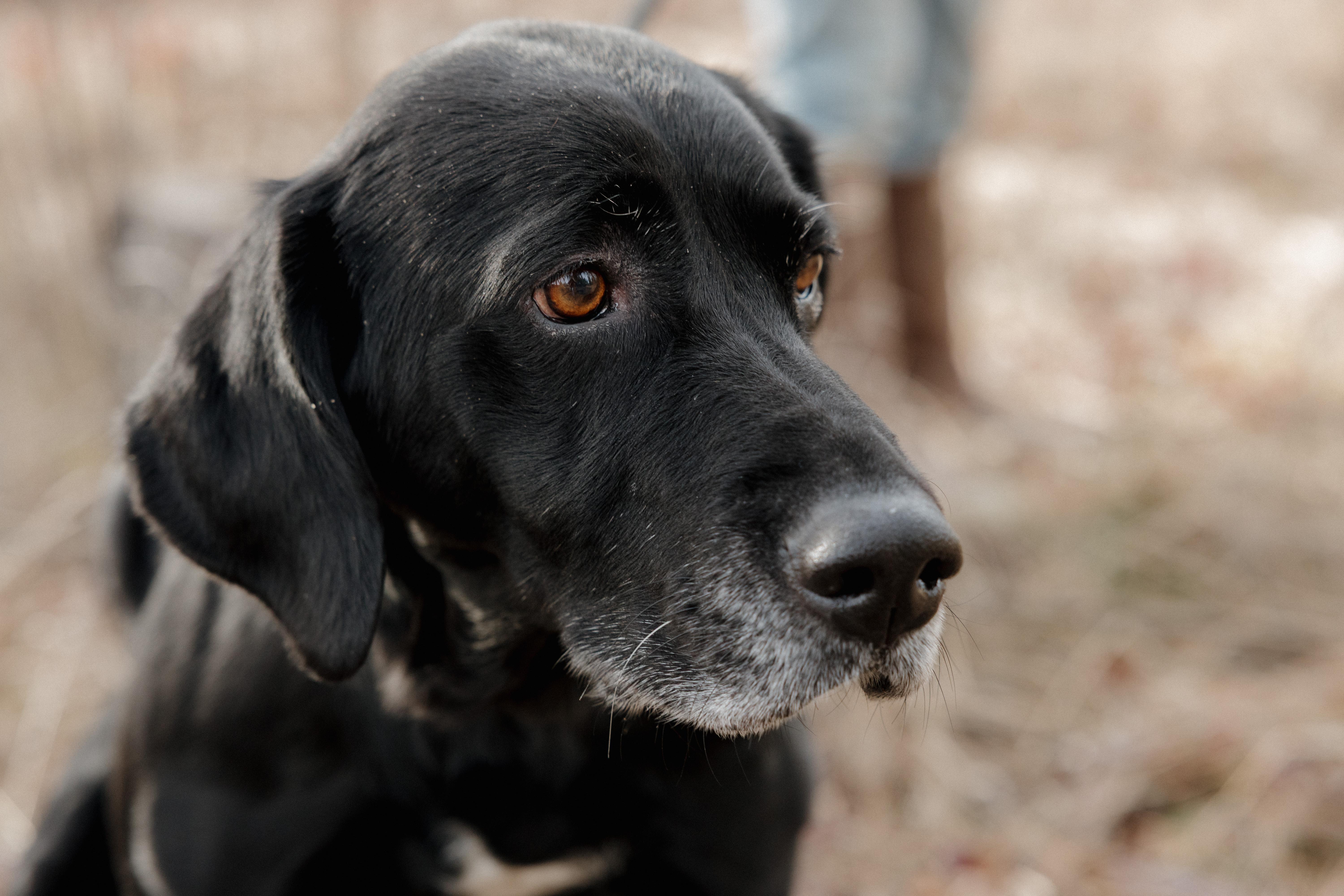 Enlarge Bailey, a ADOPTABLE mixed breed in Libby, MT image 3/4