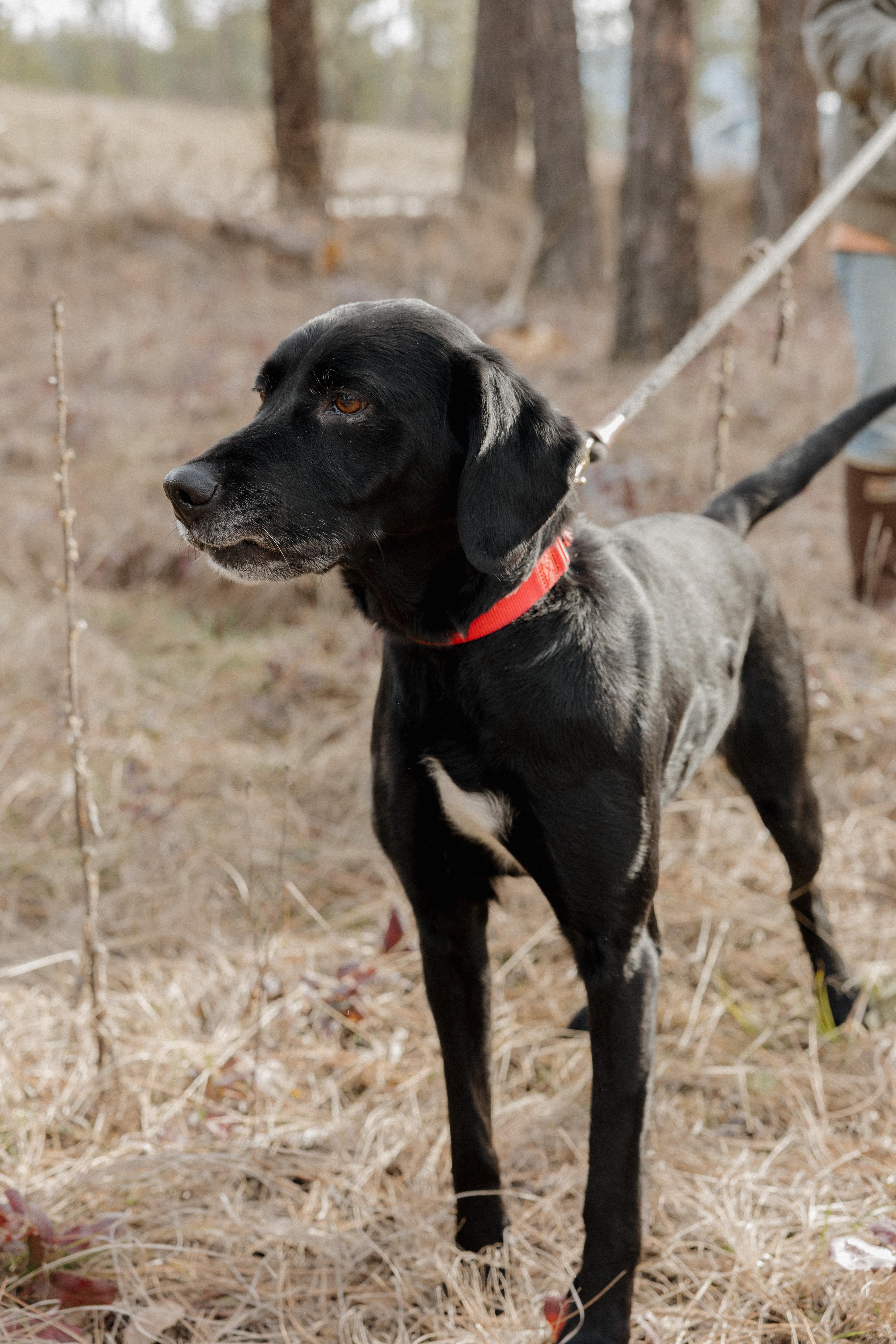 Enlarge Bailey, a ADOPTABLE mixed breed in Libby, MT image 1/4