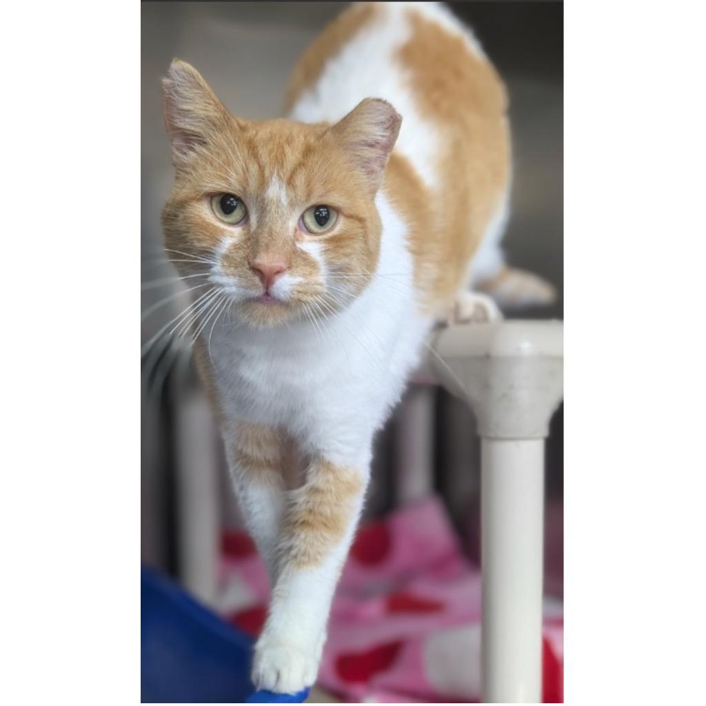 CREAMSICLE — thumbnail 2