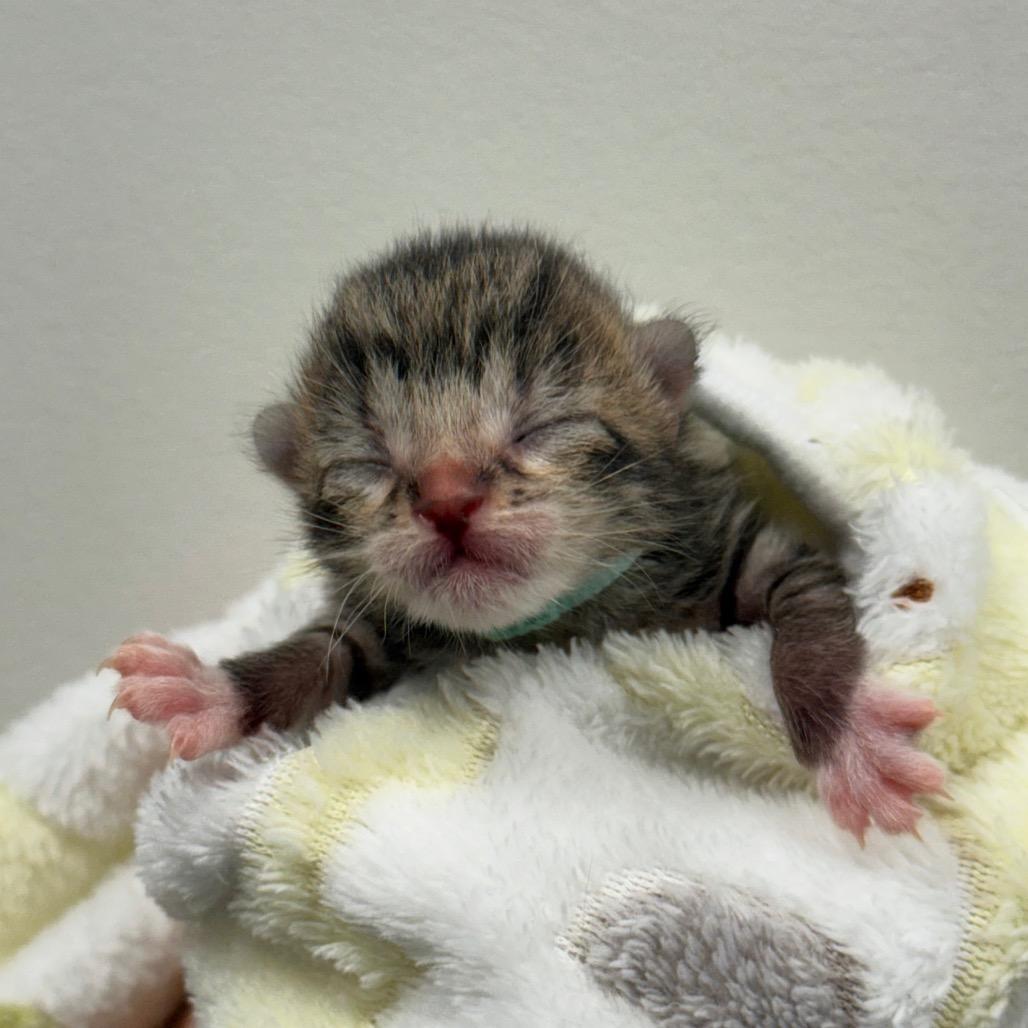 Fern — thumbnail 2