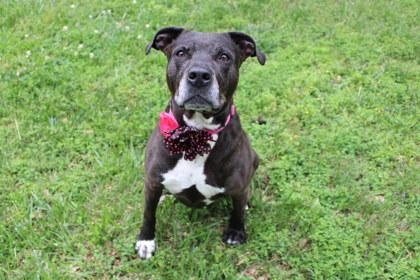Callie May, Adoptable, Senior Female Pit Bull Terrier & Mixed Breed.
