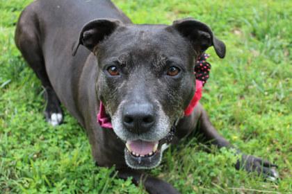 Callie May, a Adoptable mixed breed in Kansas City, MO image 2/3