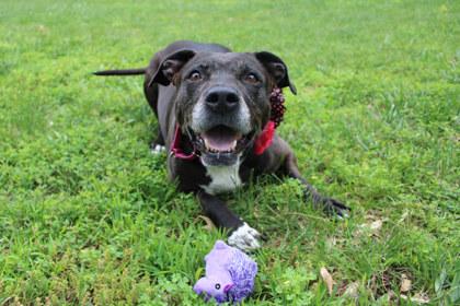 Callie May, a Adoptable mixed breed in Kansas City, MO image 3/3