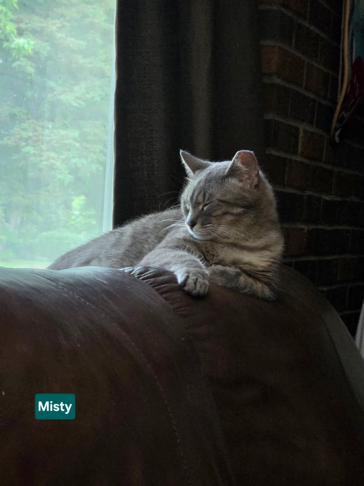 MISTY, an adopted Domestic Short Hair in Owatonna, MN image 4/4