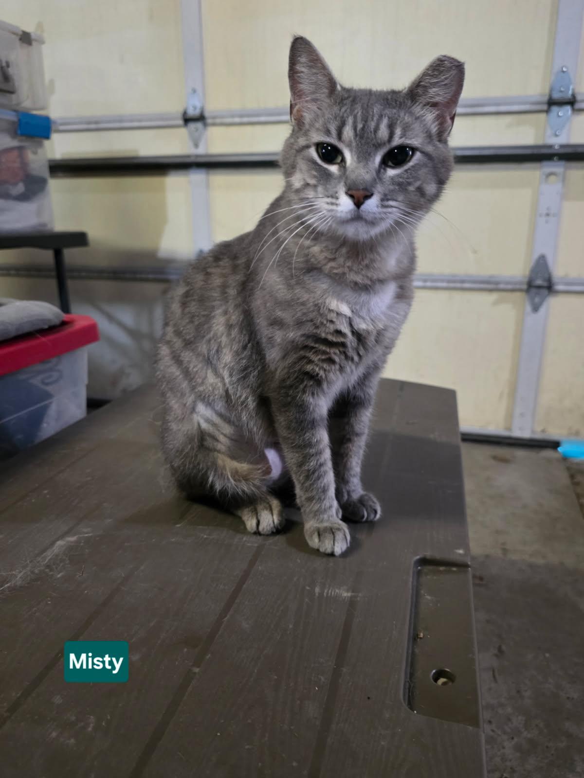 MISTY, an adopted Domestic Short Hair in Owatonna, MN image 2/4