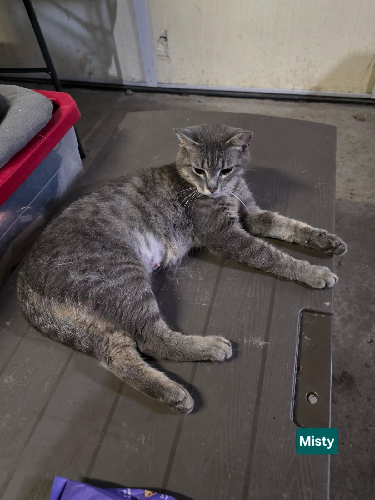 MISTY, an adopted Domestic Short Hair in Owatonna, MN image 3/4