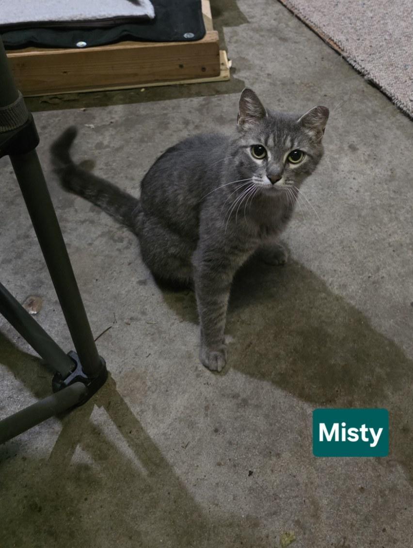 MISTY, adopted, Adult Female Domestic Short Hair.