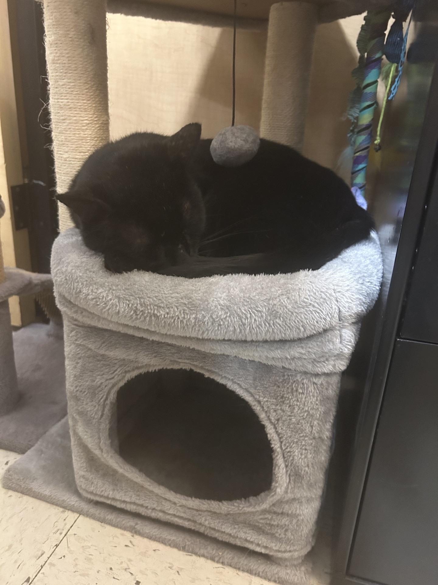 Enlarge Cornelius, a Adoptable Domestic Short Hair in DeWitt, NY image 2/2