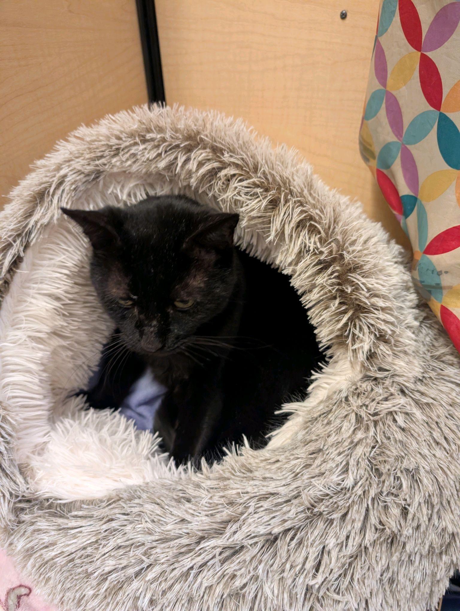 Cornelius, Adoptable, Adult Male Domestic Short Hair.