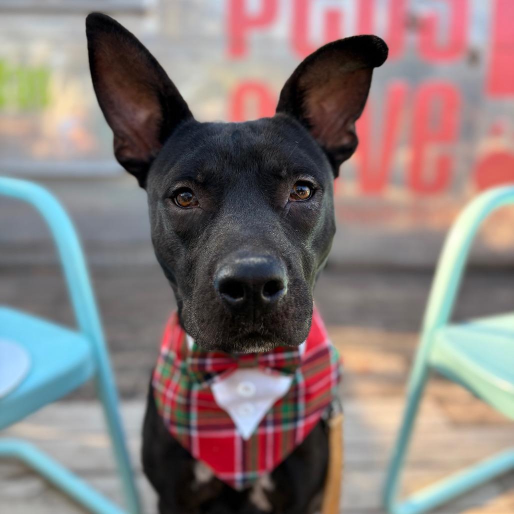 Castlevania — thumbnail 2