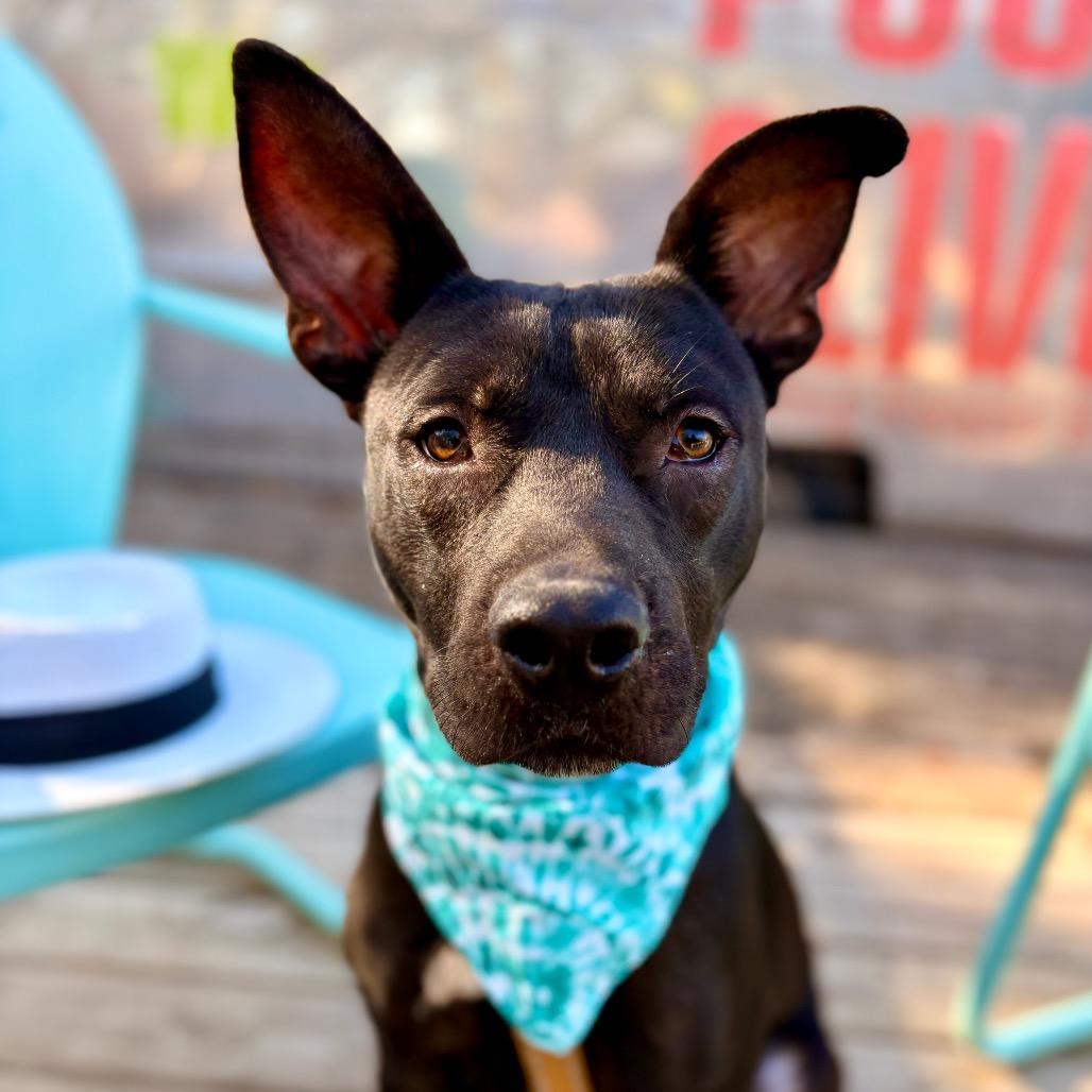 Castlevania — thumbnail 3