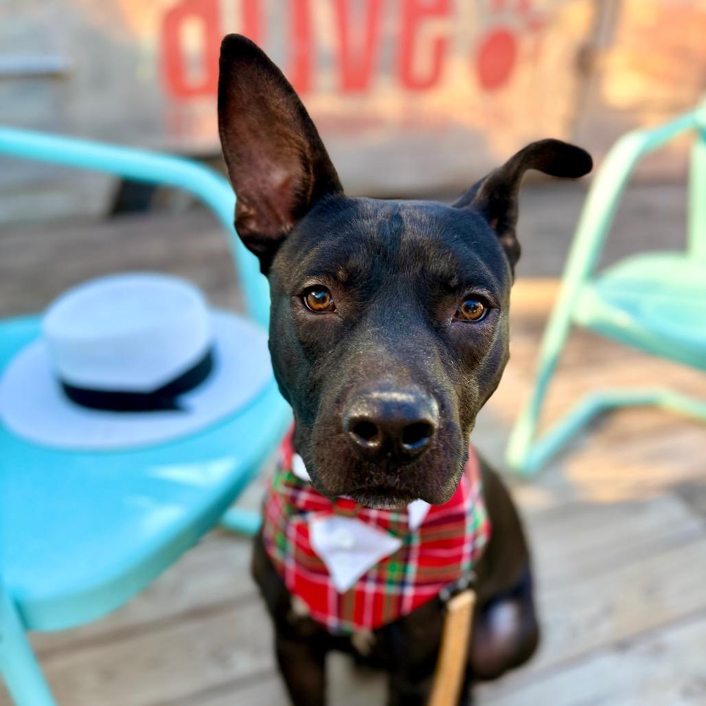 Castlevania — thumbnail 4