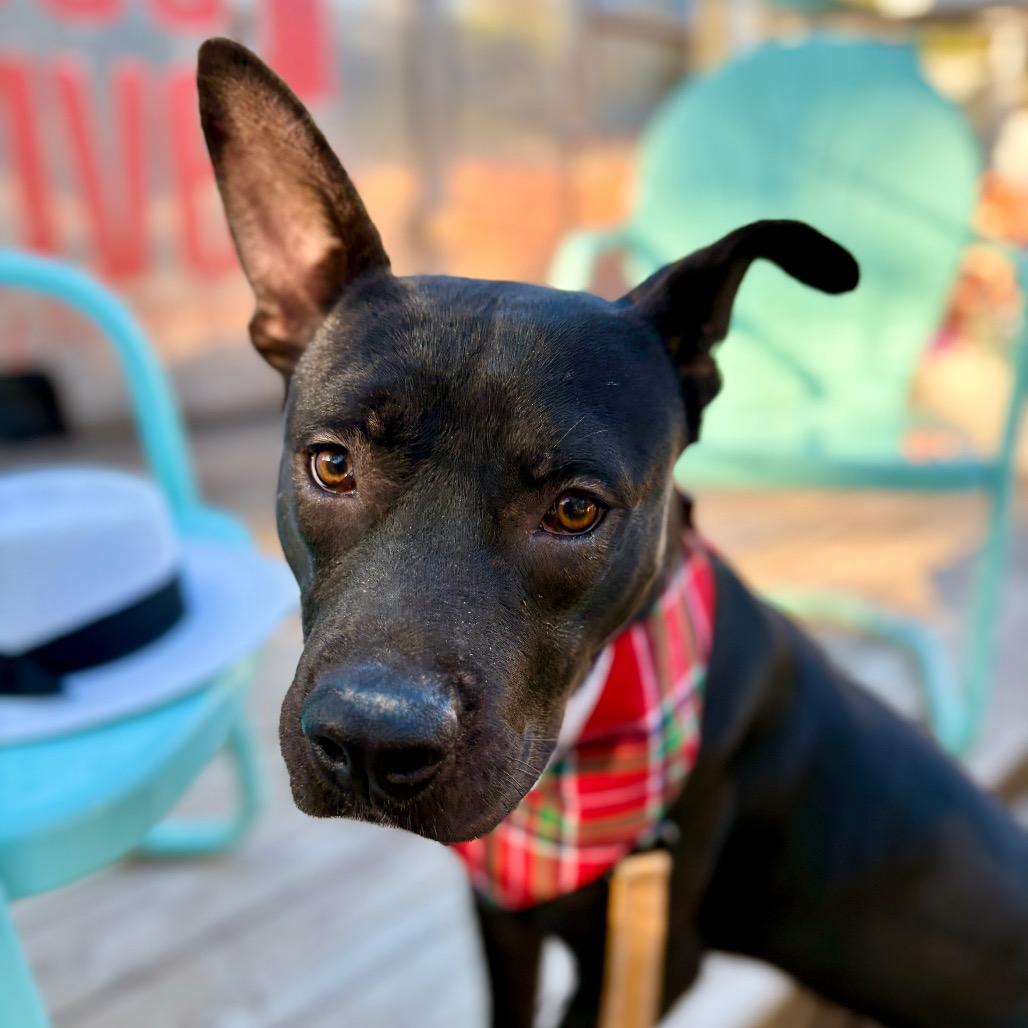 Castlevania — thumbnail 5