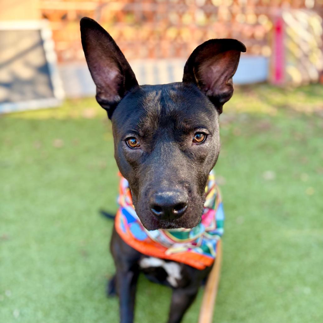 Castlevania — thumbnail 6