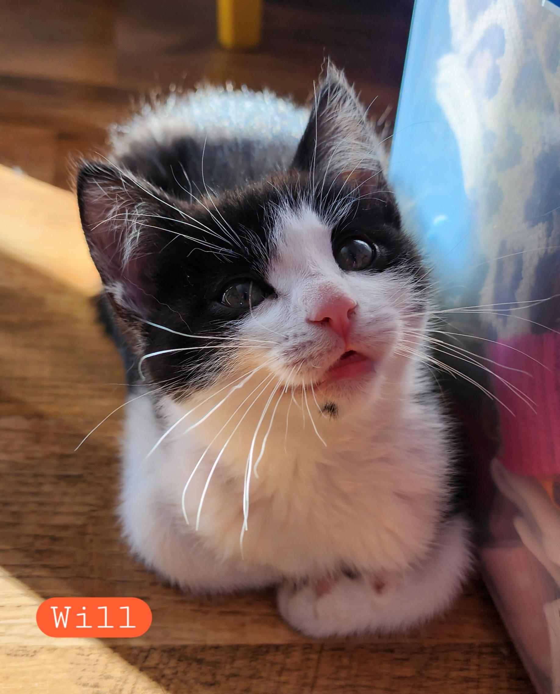 Enlarge Will, an adopted Domestic Short Hair in Lacona, NY image 1/3