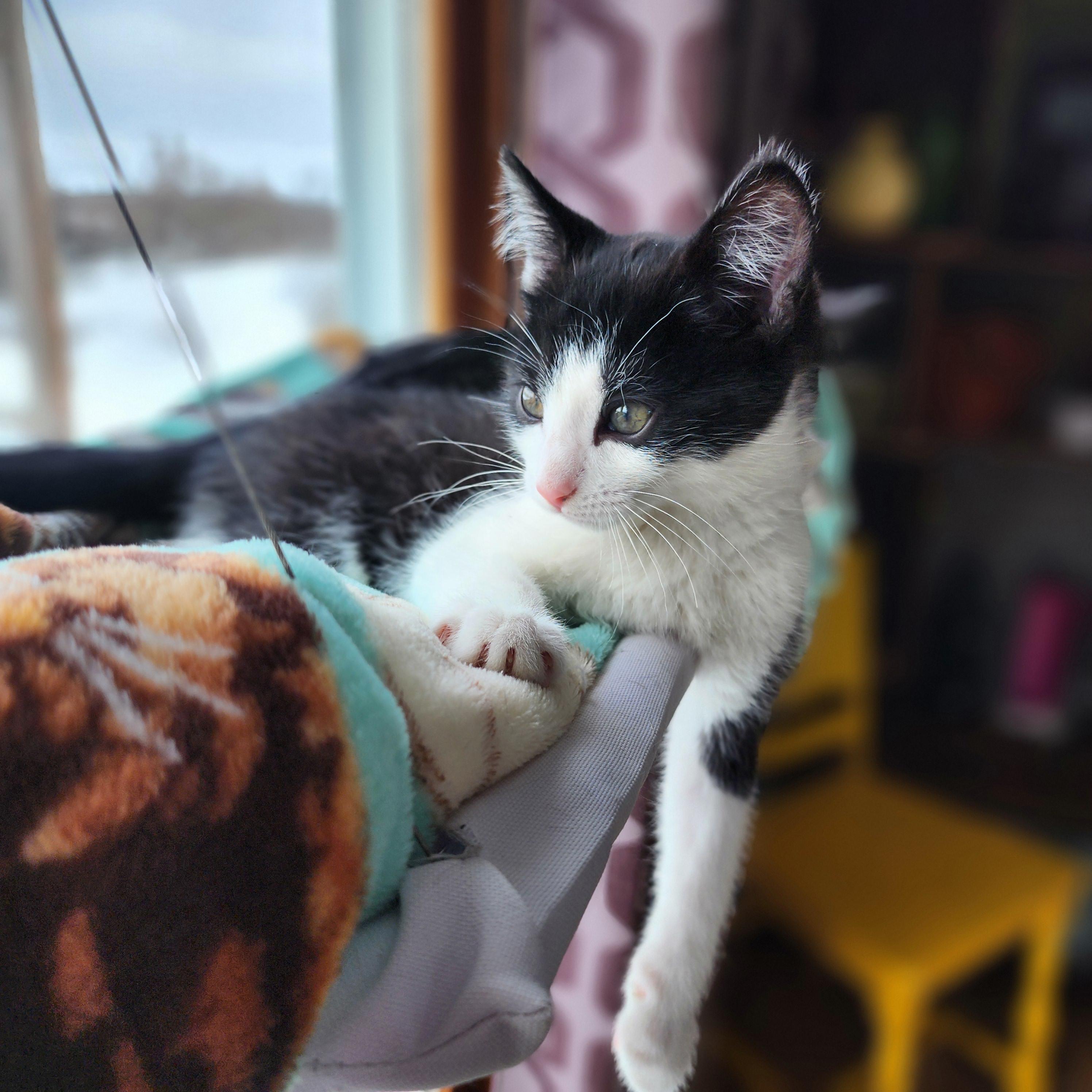 Enlarge Will, an adopted Domestic Short Hair in Lacona, NY image 3/3