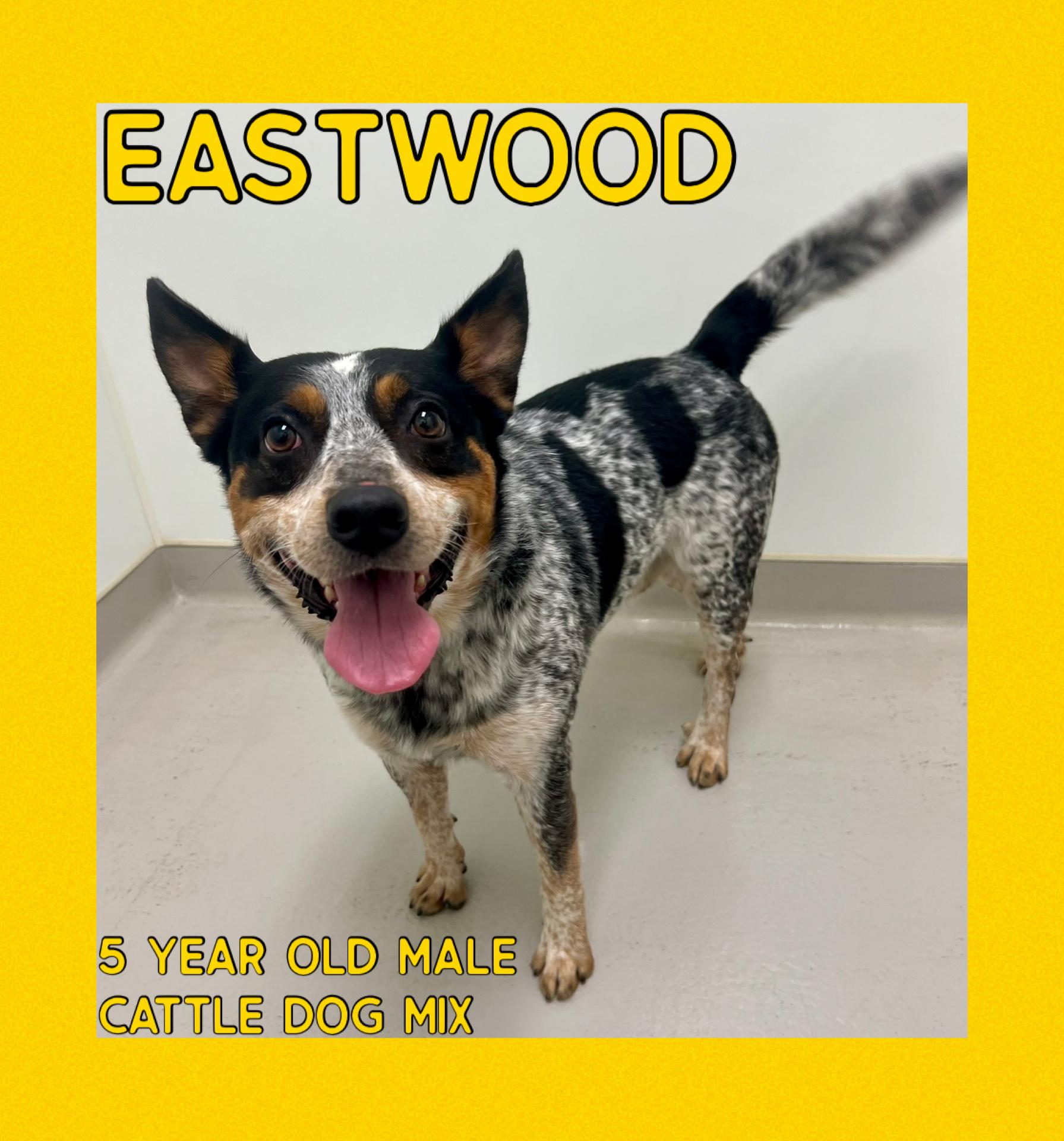 Eastwood