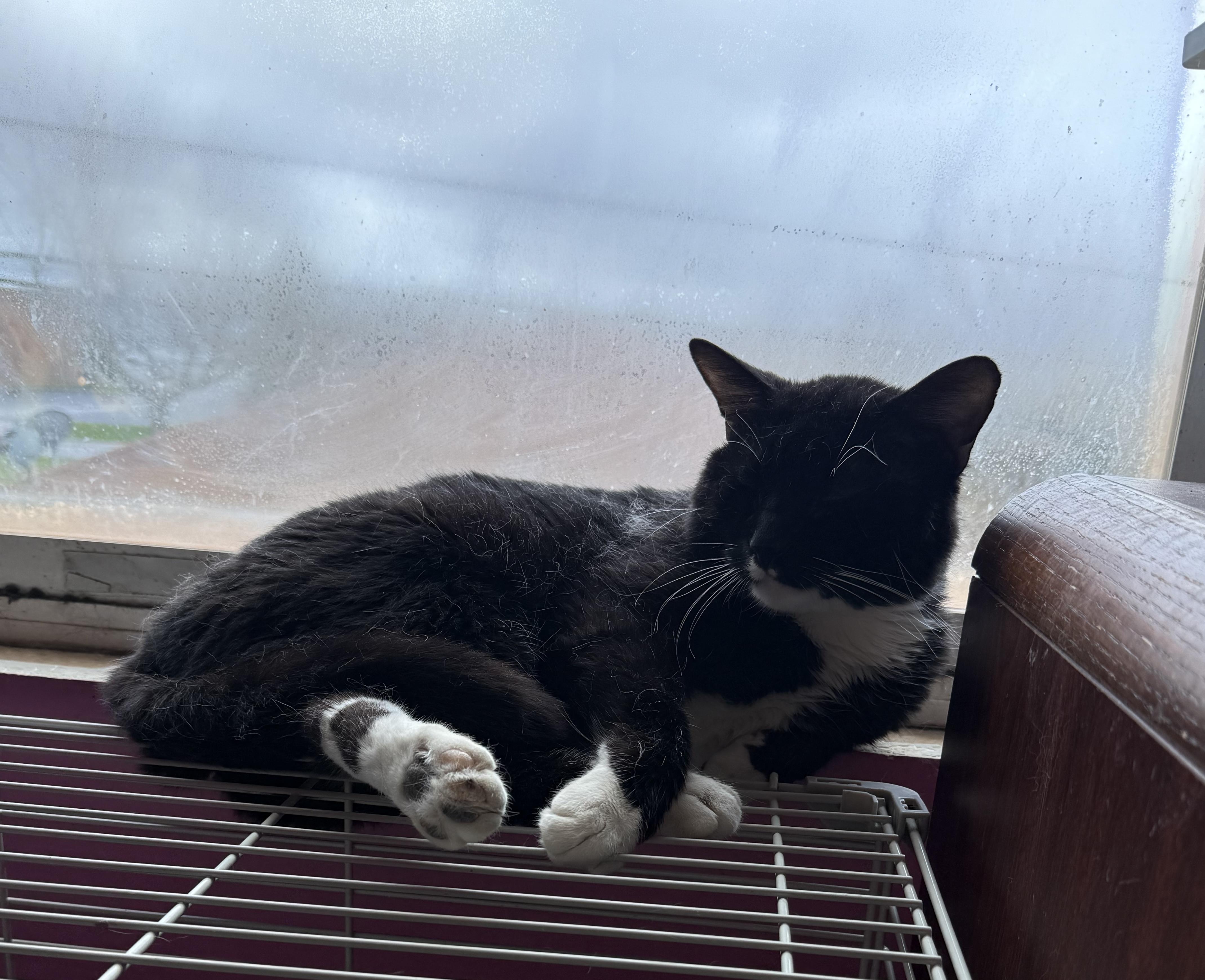 Enlarge Cookie, a ADOPTABLE Domestic Short Hair in Highland, IN image 3/3