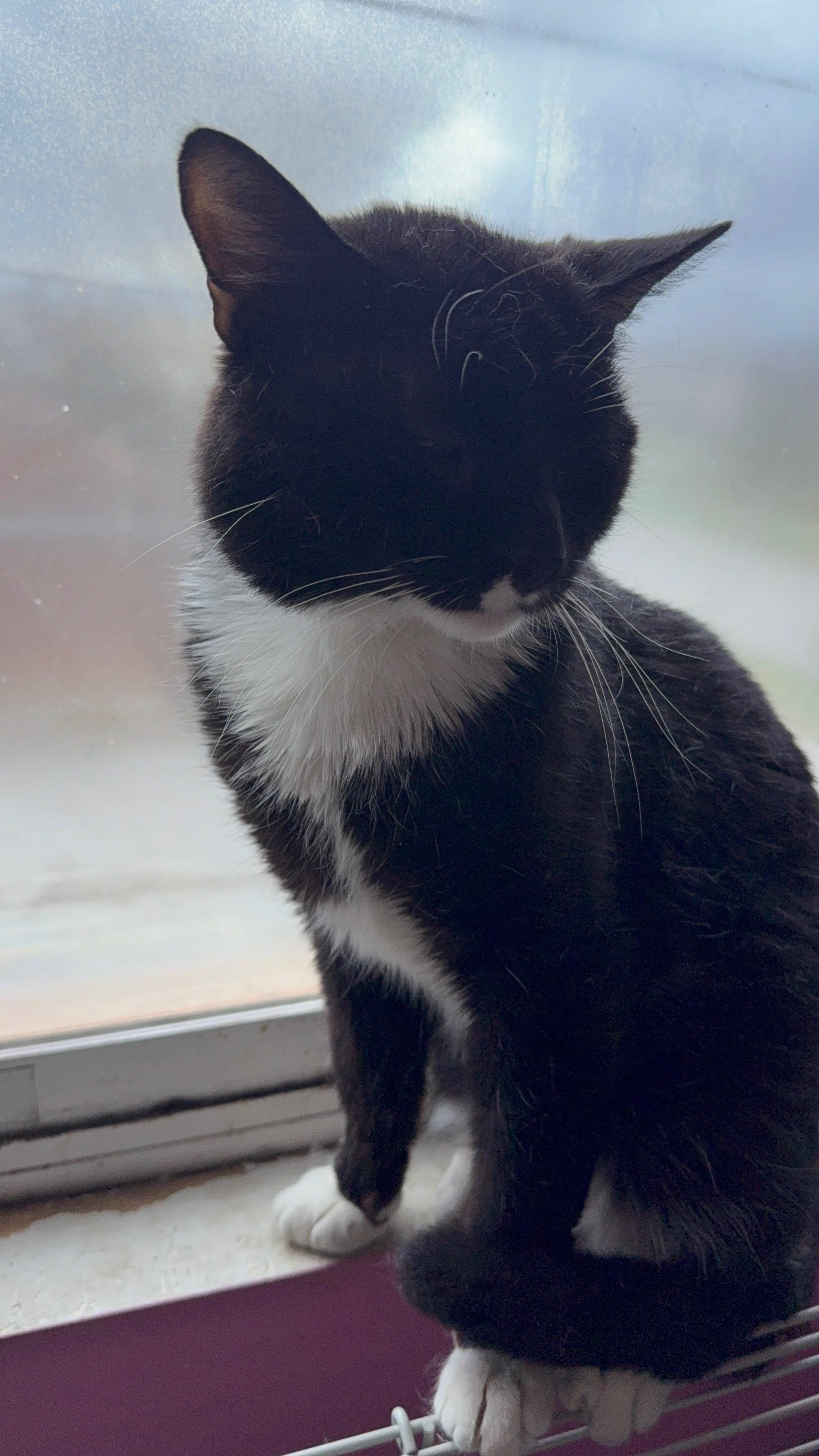 Enlarge Cookie, a ADOPTABLE Domestic Short Hair in Highland, IN image 2/3