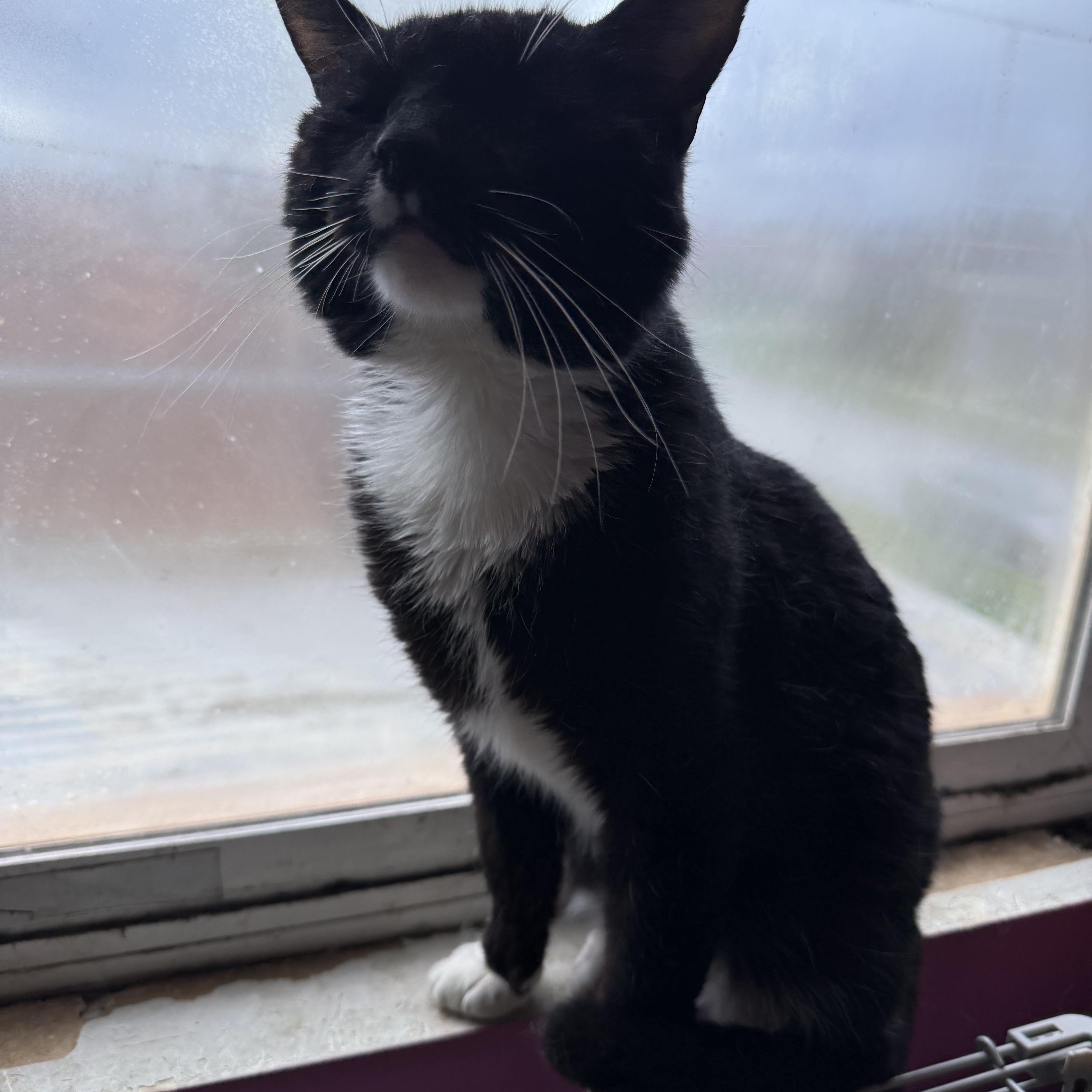 Cookie, ADOPTABLE, Adult Male Domestic Short Hair.