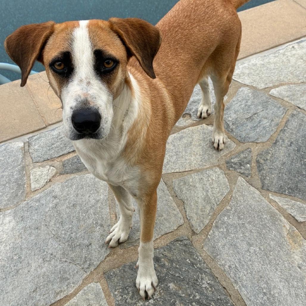 Enlarge Tara, a Adoptable Mixed Breed in San Diego, CA image 1/4