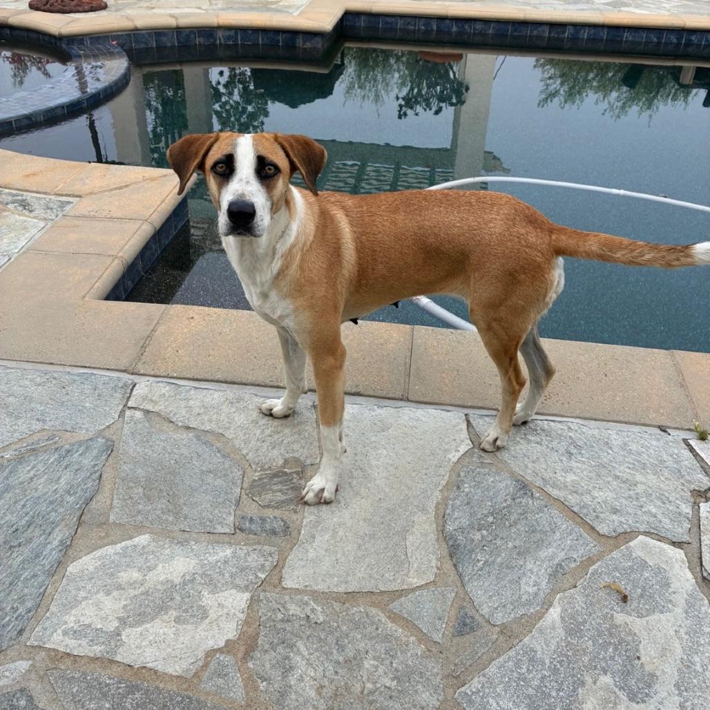 Enlarge Tara, a Adoptable Mixed Breed in San Diego, CA image 2/4