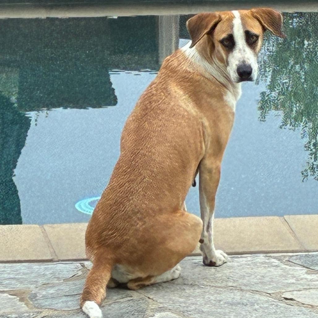 Enlarge Tara, a Adoptable Mixed Breed in San Diego, CA image 4/4