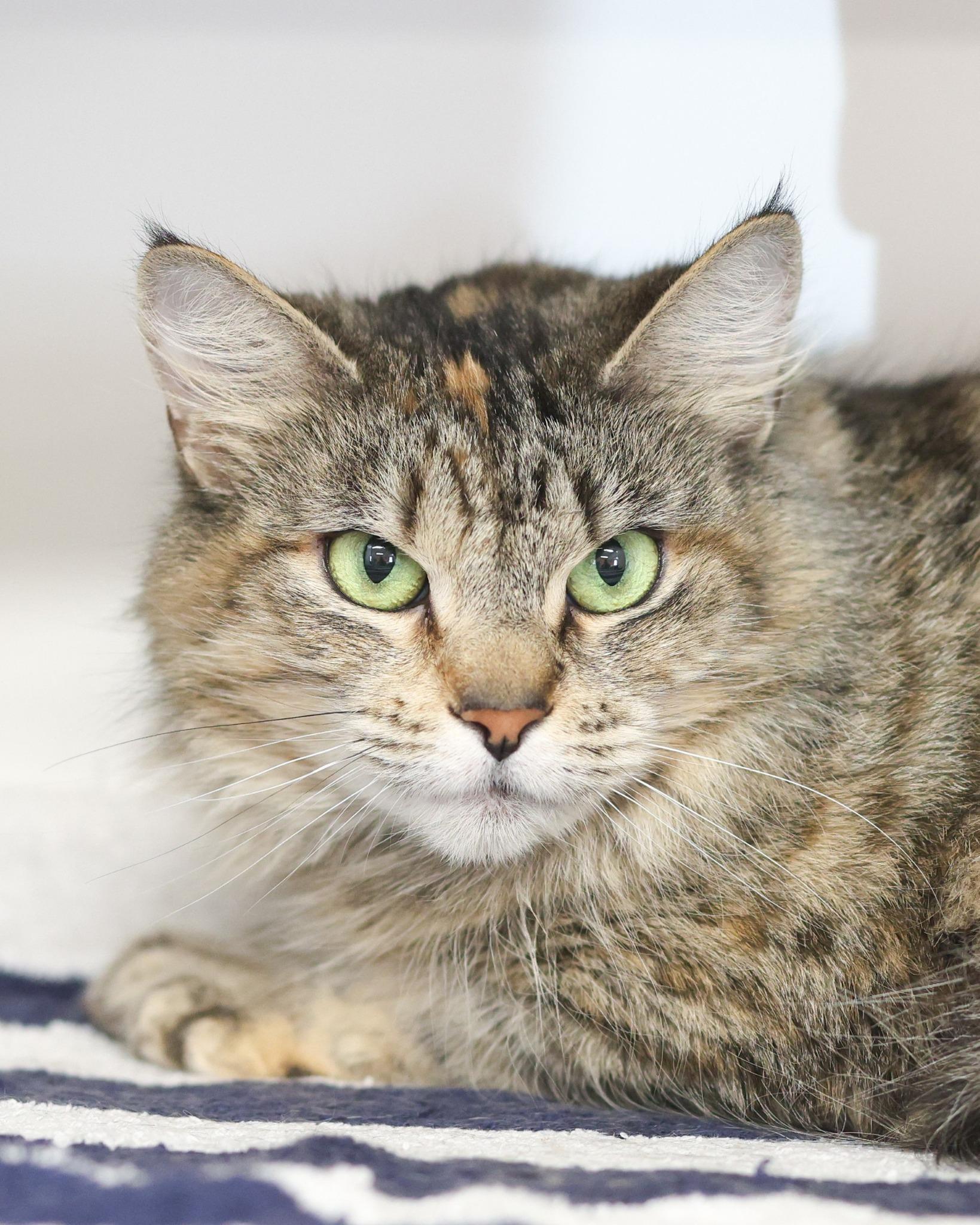 Enlarge DAFFY (0523), a ADOPTABLE Domestic Medium Hair in Bridgeport, CT image 1/1