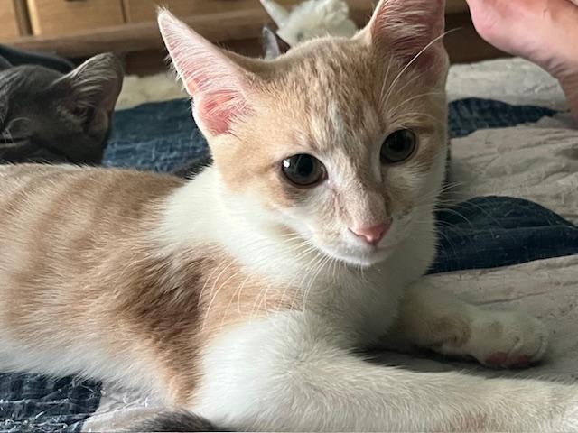 Houdini, Adoptable, Young Male Domestic Short Hair.