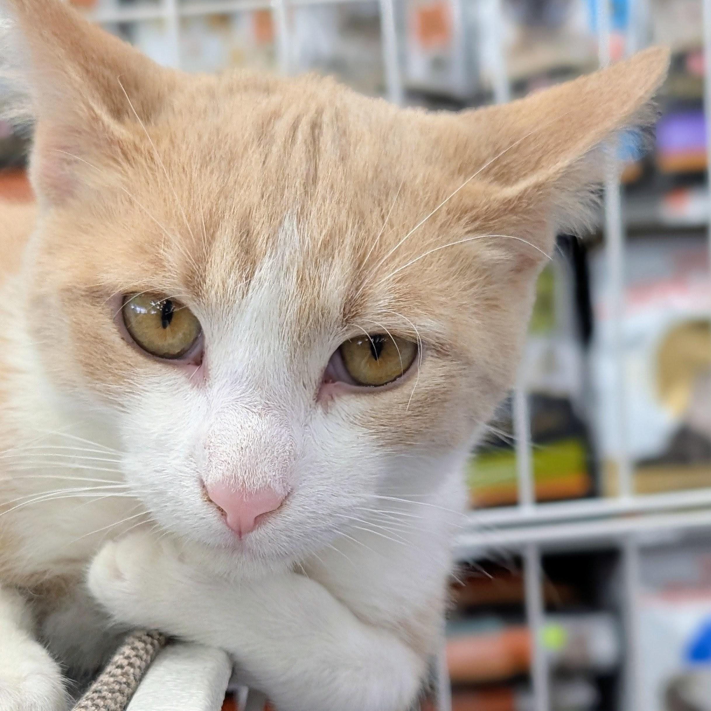 Houdini, a Adoptable Domestic Short Hair in Johnsburg, IL image 1/5